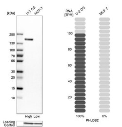 PHLDB2 Antibody, Novus Biologicals 25 &mu;L, Unlabeled:Antibodies, Polyclonal